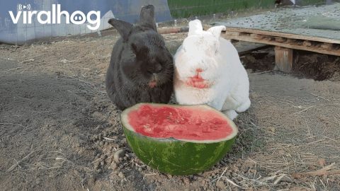Adorable Bunnies That Will Melt Your Heart! 🐇💖 || ViralHog