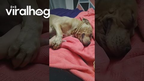 Gentle Pit Bull Pulls Hand in For Pets || ViralHog