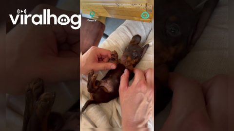 Cuteness Overload With a Dachshund || ViralHog Shorts