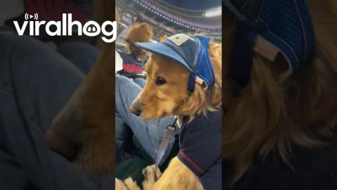 Golden Retriever Falls Asleep At Baseball Game || ViralHog