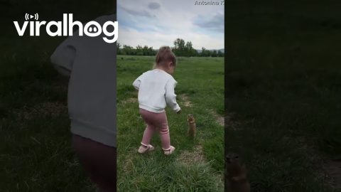 Kiddo Offers Food to Squirrels || ViralHog