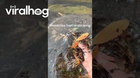 Draining a Parking Lot Puddle || ViralHog