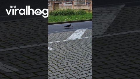 Corvid Moves Trash To Roadside Grass || ViralHog