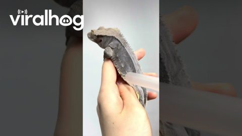 Crested Gecko Skin Balloon || ViralHog