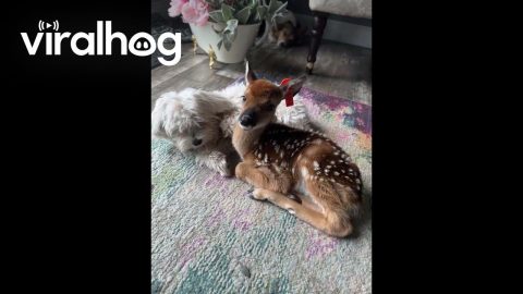 Oh Deer That's Ruff || ViralHog