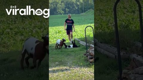 Fainting Goat Flops Over || ViralHog
