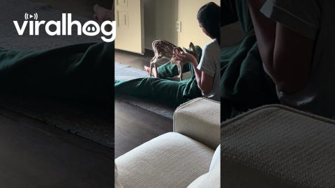 Rescued Fawn Finds Ironic Safety || ViralHog