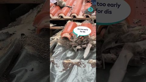 Company Removes Bats From Roof Tiles || ViralHog Shorts