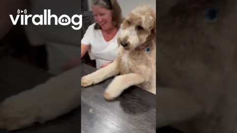 Doodle Wants a Turn at Jenga || ViralHog