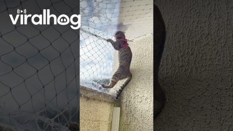 Kitten Determined to Find a Way Out || ViralHog