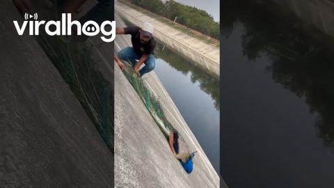 Man Rescues Peacock From Canal || ViralHog