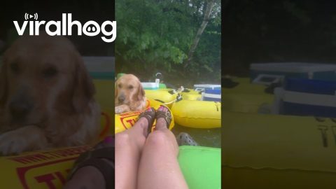 Downpour Ruins Golden's Tubing Trip || ViralHog