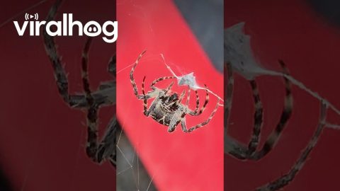 Spider Wrapping Up Dinner || ViralHog