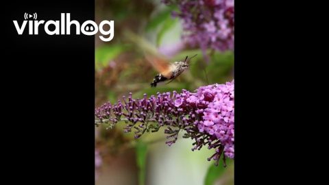 Slow Motion Hawk Moth Feeds on Flower || ViralHog