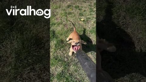 Puppy Reacts to Leaf Blower || ViralHog