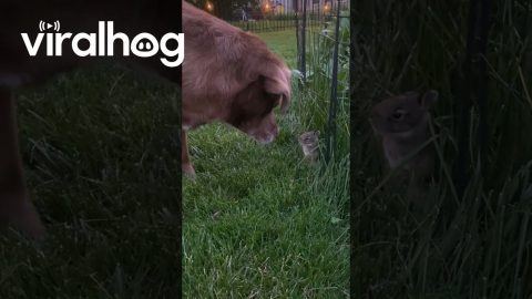 Lucy Being So Gentle With Backyard Bunny || ViralHog
