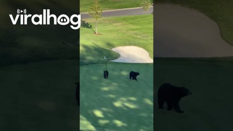 Bear Family at Montreux Golf and Country Club || ViralHog