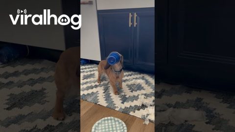 Garbage-Digging Dachshund Freezes in Guilt || ViralHog
