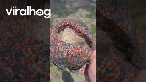 Collecting Giant Sea Snails on a Moroccan Beach || ViralHog