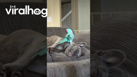 Parakeet Grooms French Bulldog || ViralHog