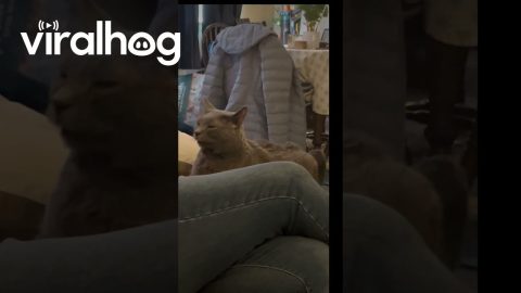 Cat Loves Hiney Scratches || ViralHog