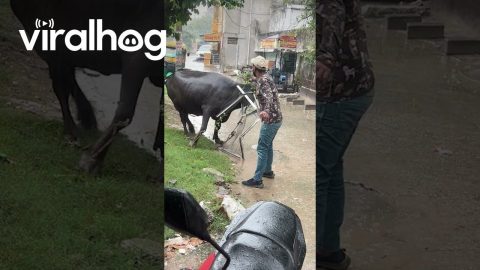 Man Rescues Water Buffalo From Metal Entanglement || ViralHog
