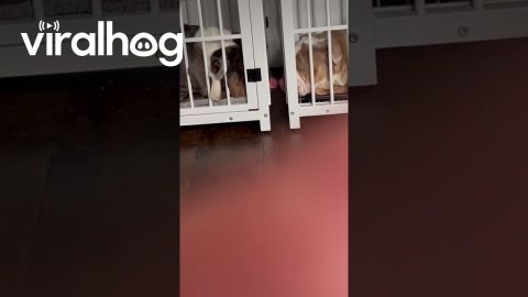 Love Birds Separated By Their Kennels || ViralHog