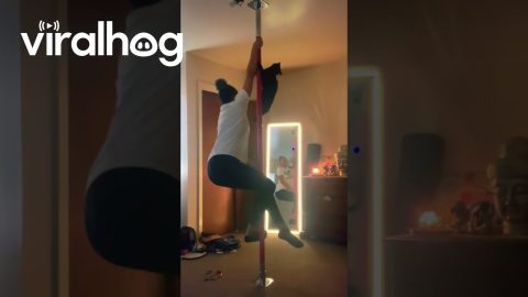 Cat Makes the Best Pole Double || ViralHog