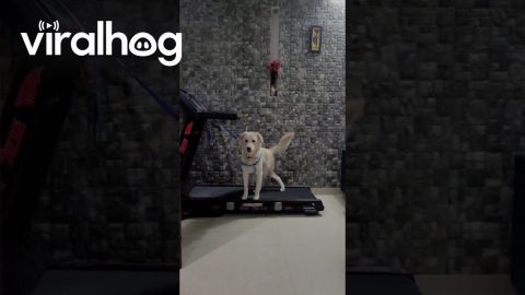 Dog Does Lopsided Treadmill Walk || ViralHog