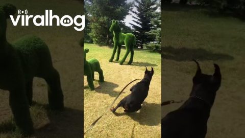Dog Spooked by Topiary Sculptures || ViralHog
