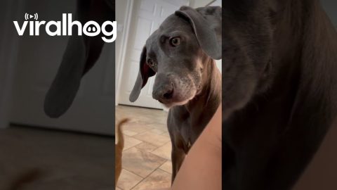 Dog Curious About Newborn Sleeping Sounds || ViralHog