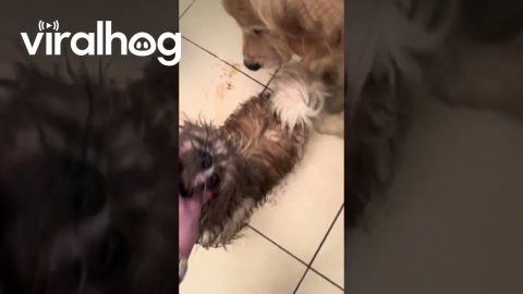 Muddy Dog Dances on Clean Floors || ViralHog