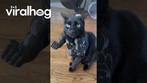 Black Cat Gets Muscular Arms || ViralHog