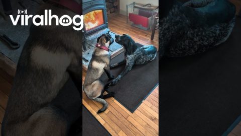 Malinois Just Wants to Be Friends || ViralHog