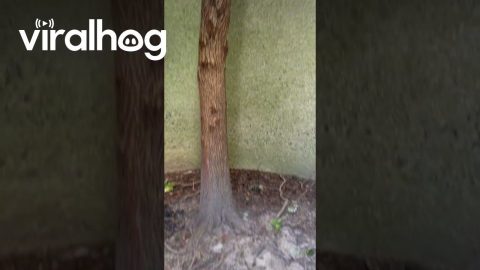 The Tree That Never Gave Up || ViralHog