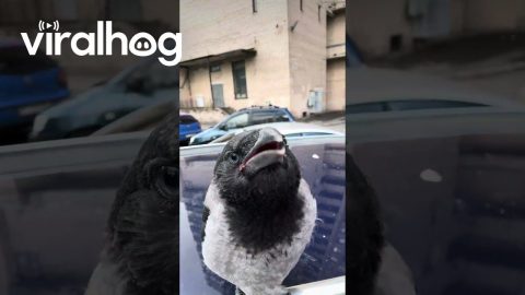 Young Crow Squawks From Car Roof || ViralHog