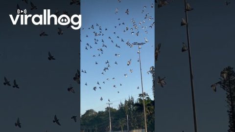 Releasing A Flock Of Carrier Pigeons || ViralHog