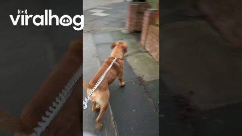 Dog Copies His Human Sibling || ViralHog