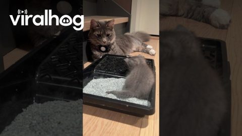 Involved Cat Dad Potty Trains Kitten || ViralHog