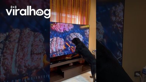 Burger On Screen Confuses Hungry Rottweiler || ViralHog