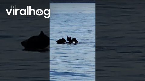 Mother Bear and Her Cubs Swimming || ViralHog