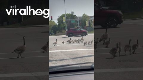 Giant Family of Geese Cross the Road || ViralHog