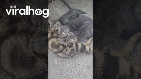 Young Mama Has Kittens || ViralHog