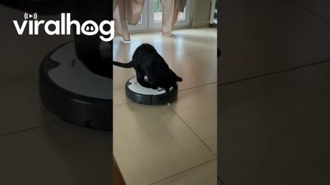 Cat Discovers How to Vacuum || ViralHog