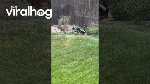 Baby Skunks in Backyard || ViralHog