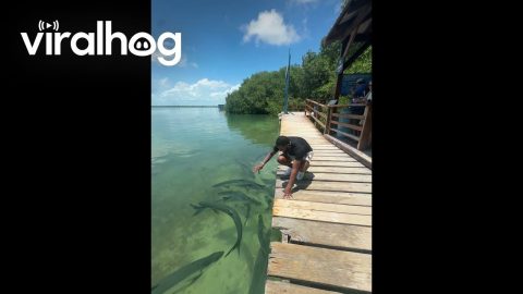 Tarpons Almost Fed A Bigger Buffet || ViralHog