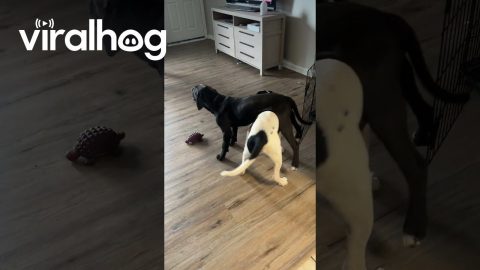 Pup Hitching a Ride || ViralHog