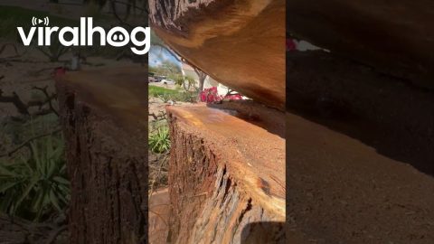 Tree Trunk Water Fountain || ViralHog