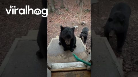 Black Bear's Not Taking the Back Scratcher || ViralHog