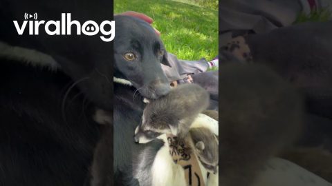 Pupper Plays With Baby Raccoons || ViralHog